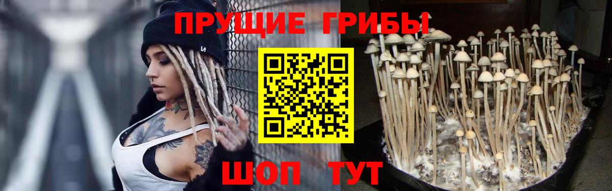 Сунжа  Галлюциногенные грибы Magic Shrooms  купить наркоту  Вход с VPN 